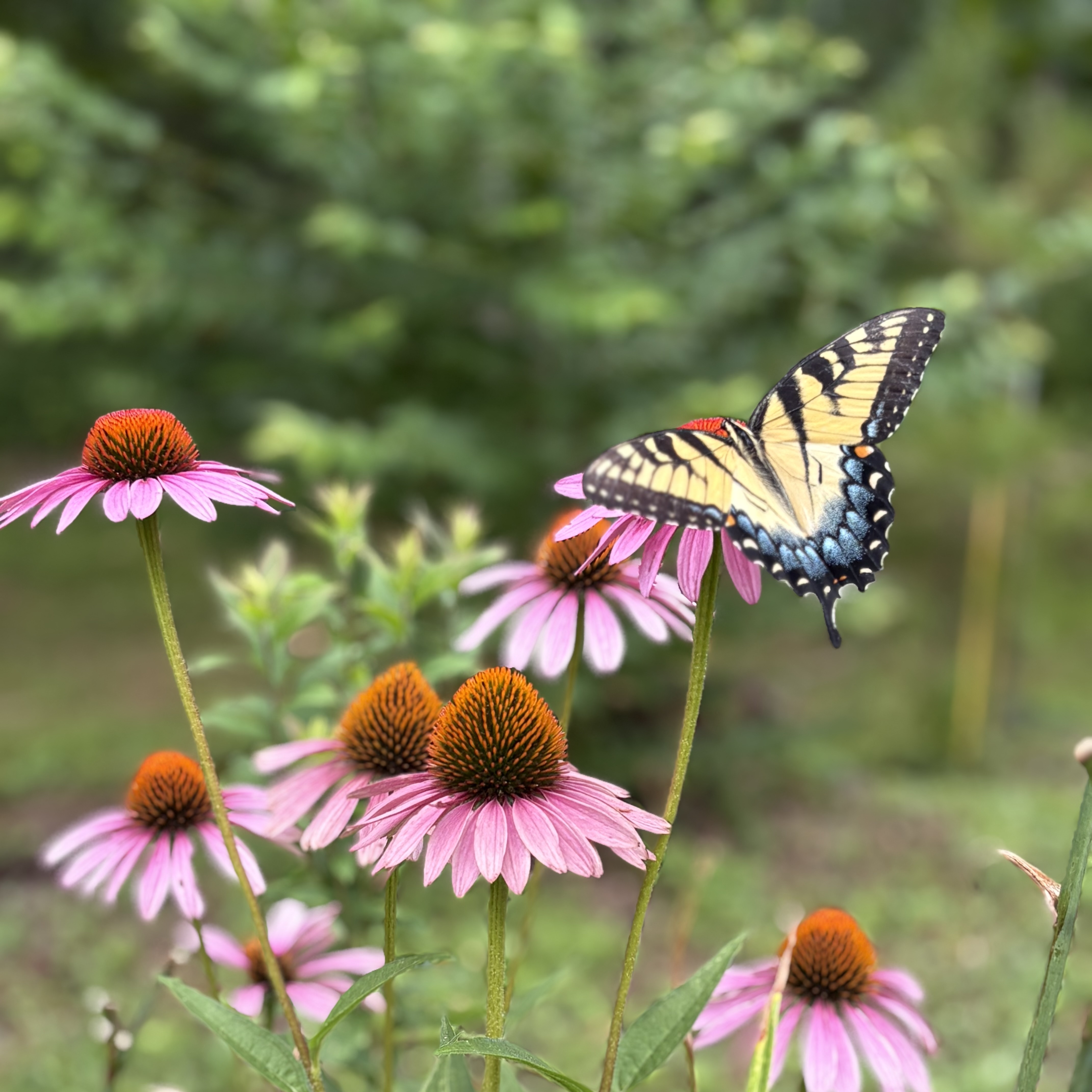 Preserving the Valley and Growing Backyard Biodiversity - logo